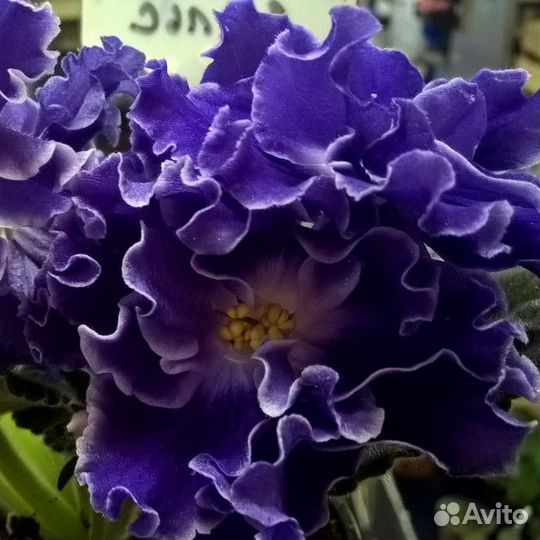 Фиалка ек-Севастопольский вальс