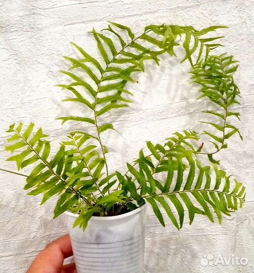 Папоротники