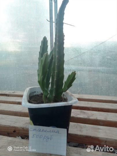 Комнатные растения