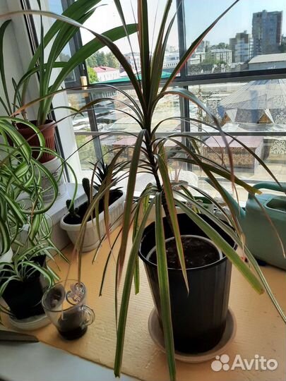 Пальма драцена,хамедорея