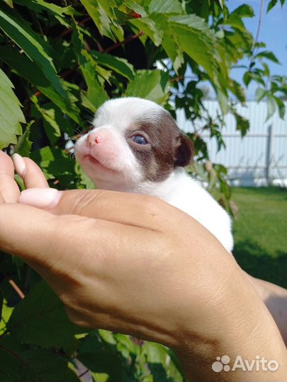 Щенки чихуахуа