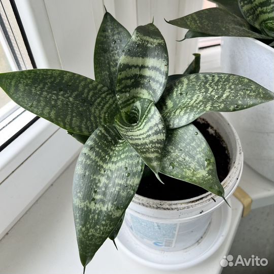 Сансевиерия