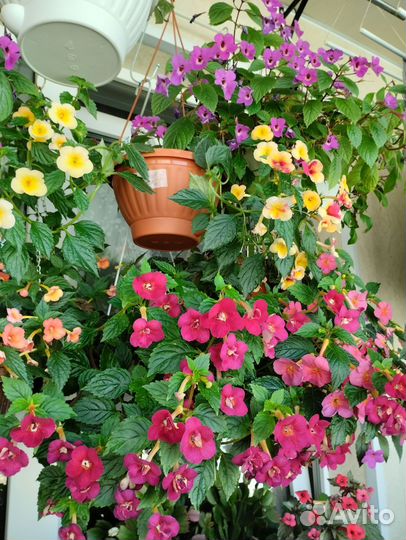 Ахименесы сортовые