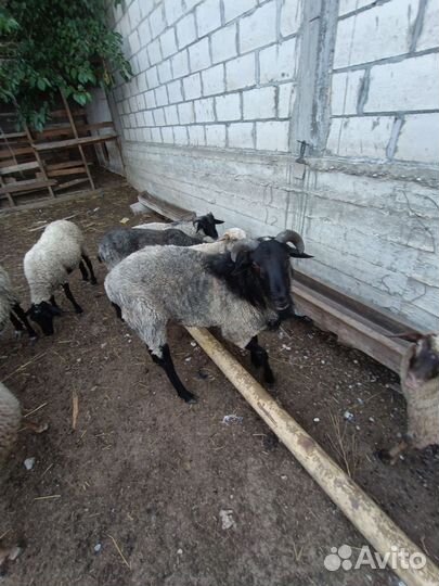 Романовские овцы