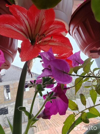 Гиппеаструм