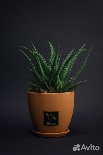 Алоэ вера. Цветок