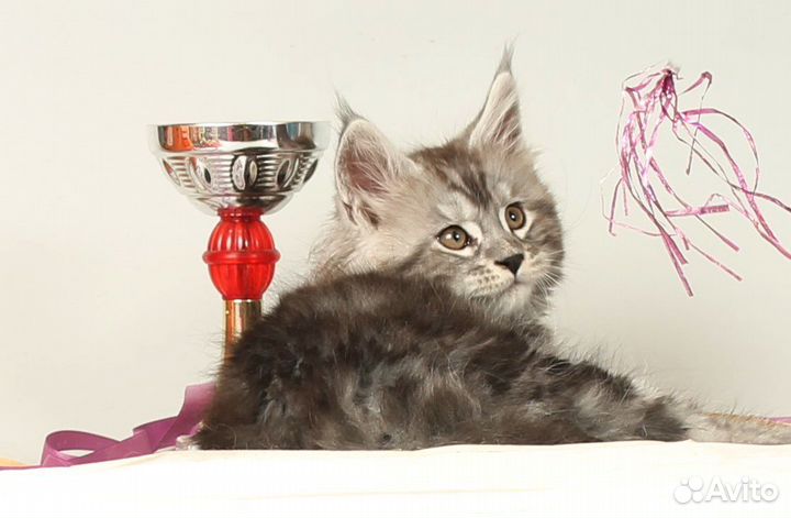 Котята мейн-кун