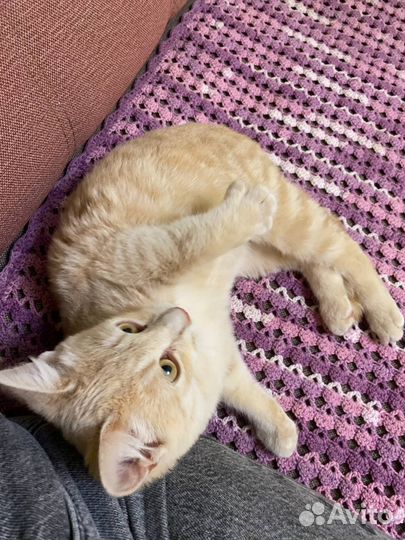 Котенок в добрые руки