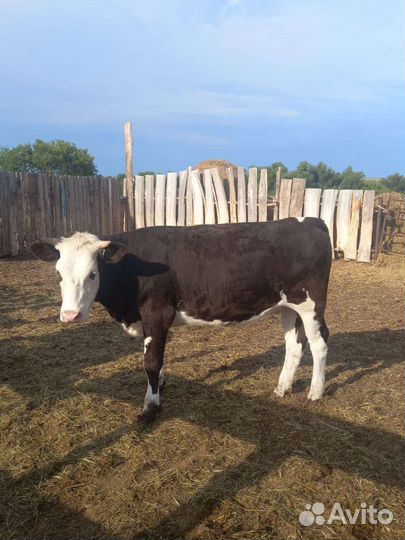 Коровы и телки стельные