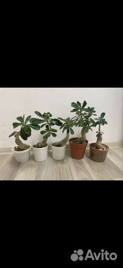 Комнатные цветы