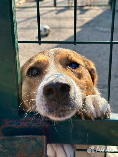 Веста очень ждет своего человека
