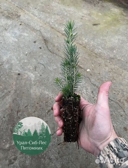 Зкс Сосна сеянцы Ели Лиственницы окс Голуб Горная