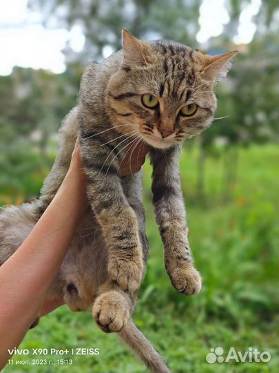 Кот в добрые руки