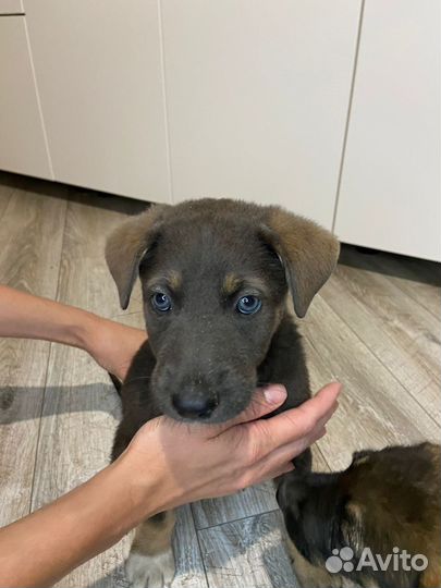 Щенки питбуля