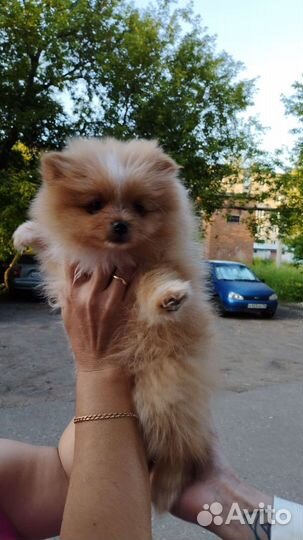 Щенки шпица