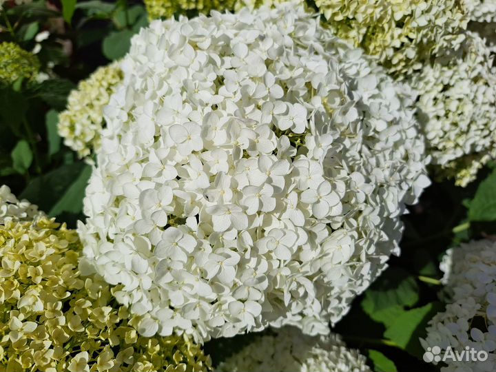 Гортензия саженцы