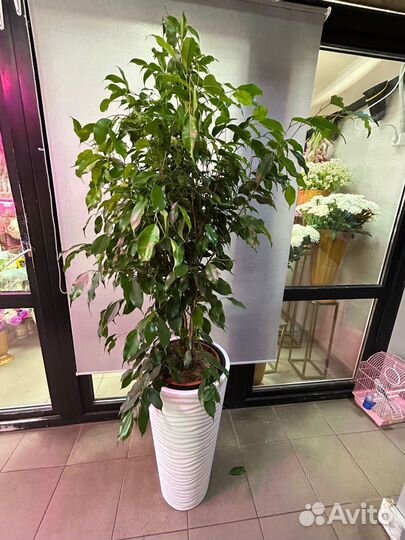 Фикус экзотика 145 см