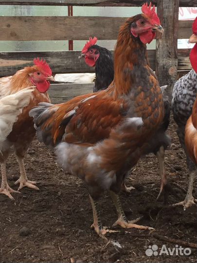 Куры петухи