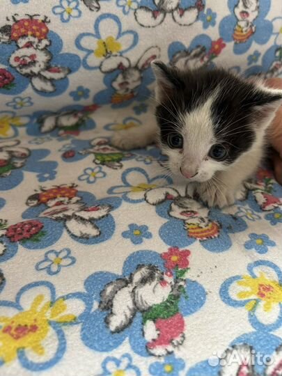 Котятки в добрые руки