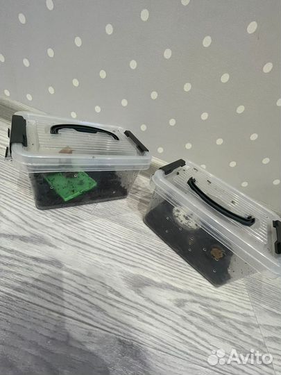 Улитки ахатины