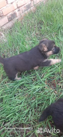 Продам щенят