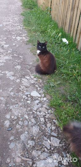 Отдам Маркиза