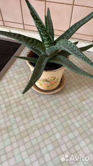 Сигнониум,нолина,сансивиерия,герань,оксалис