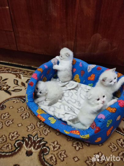 Шотландская