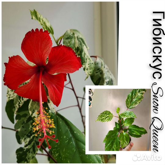 Сортовые гибискусы