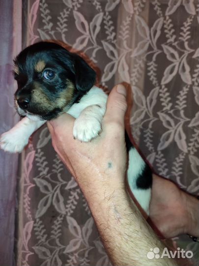 Щенки помесь таксы с йоркширским терьером