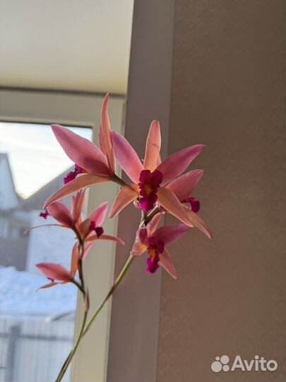 Орхидея каттлея