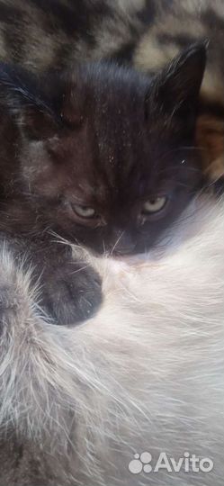 Котята уголёк и бусина