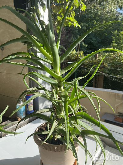 Алоэ столетник, 10 лет