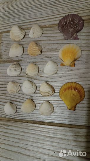 Морские ракушки раковины