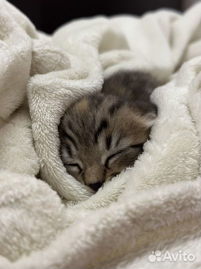 Котенок в добрые руки