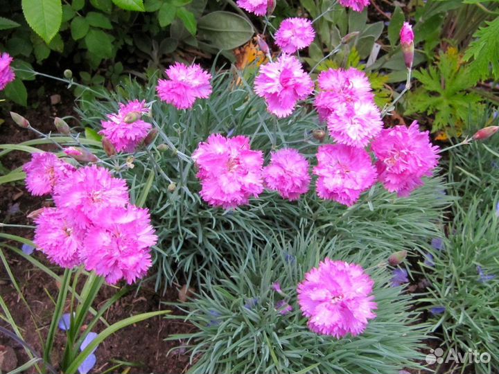 Гвоздика перистая