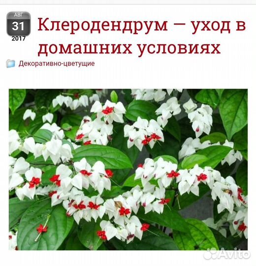 Клеродендрум