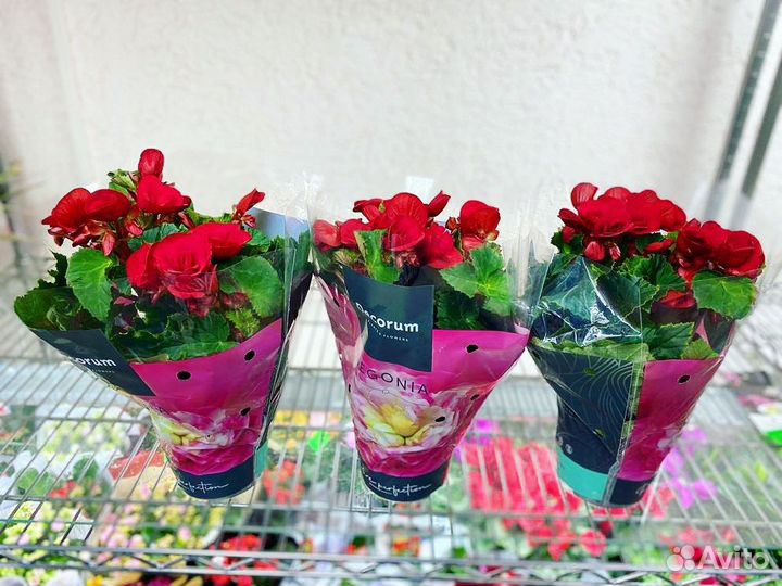 Бегония королевская