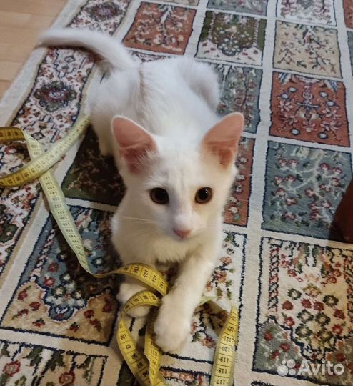 Котёнок