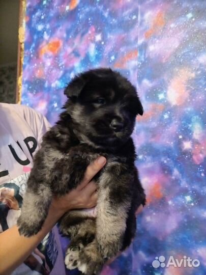 Отдаю щенят в добрые руки