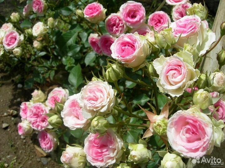 Саженцы роз оптом (450 сортов) - Мими Эден (Mimi E