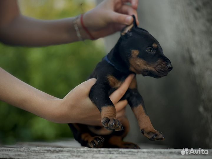 Доберман щенки