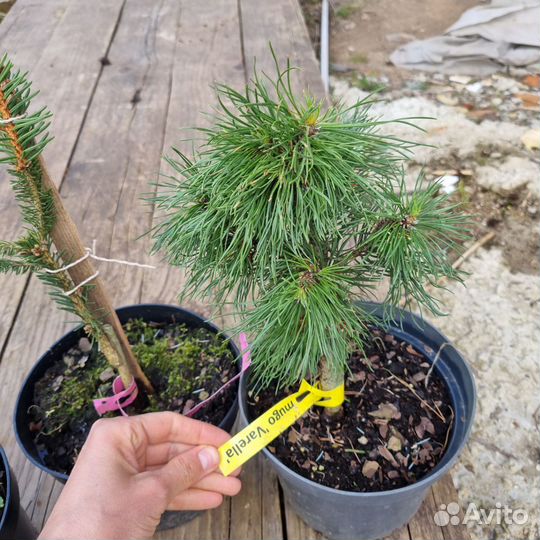 Сосна горная Варелла