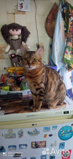 Бенгальская кошка