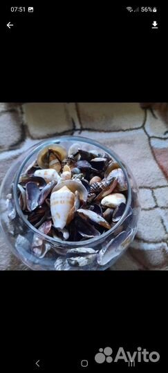 Ракушки морские