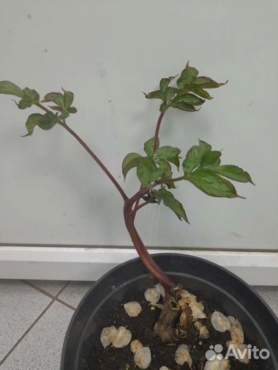 Пион Сара Бернар