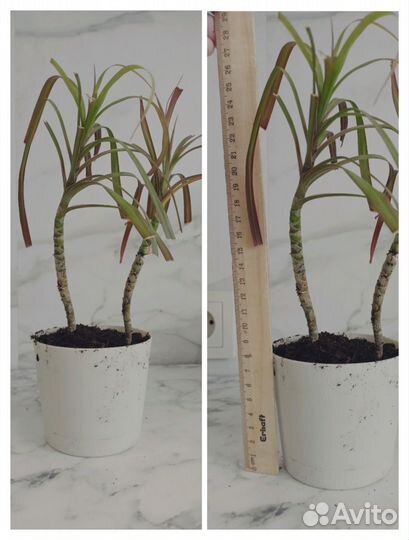 Пальма драцена