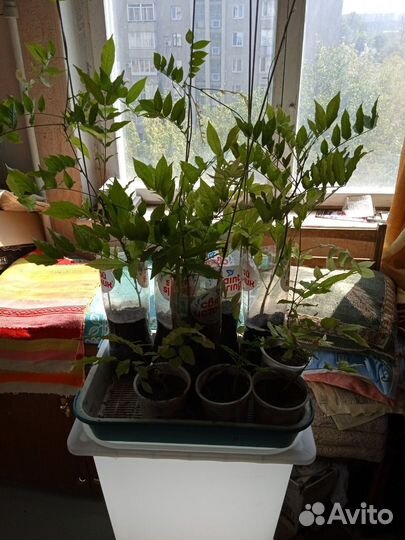 Глициния саженцы