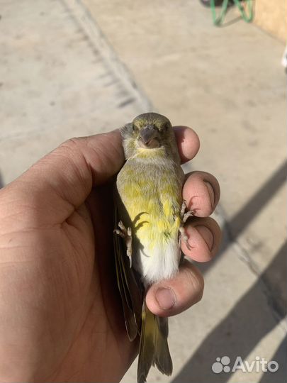 Певчие птицы