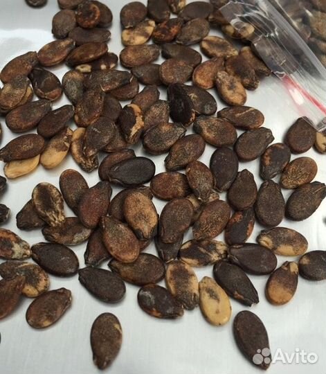 Семена различных овощных культур